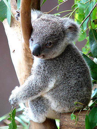 1997-04  AUS - NSW-lenoch koala je často zfetován eukalipty