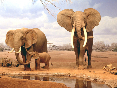 1997-03    KEN - Amboseli NP-žízeň je velká