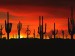 1998-09    USA - Ariz.-tak krásná je večer Sonorská poušť