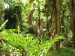 1997-04    SYC - Mahé-tropická vegetace je bujná